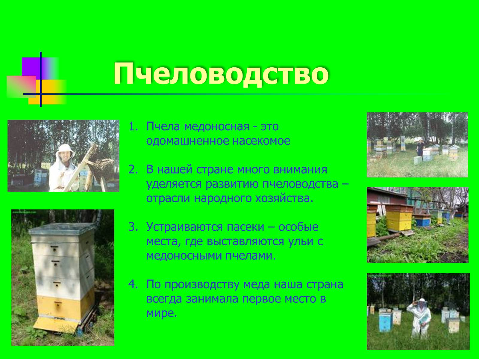 Презентація на тему «Отряд перепончатокрылые» - Слайд #8 Презентація на тему «Отряд перепончатокрылые» - Слайд #8