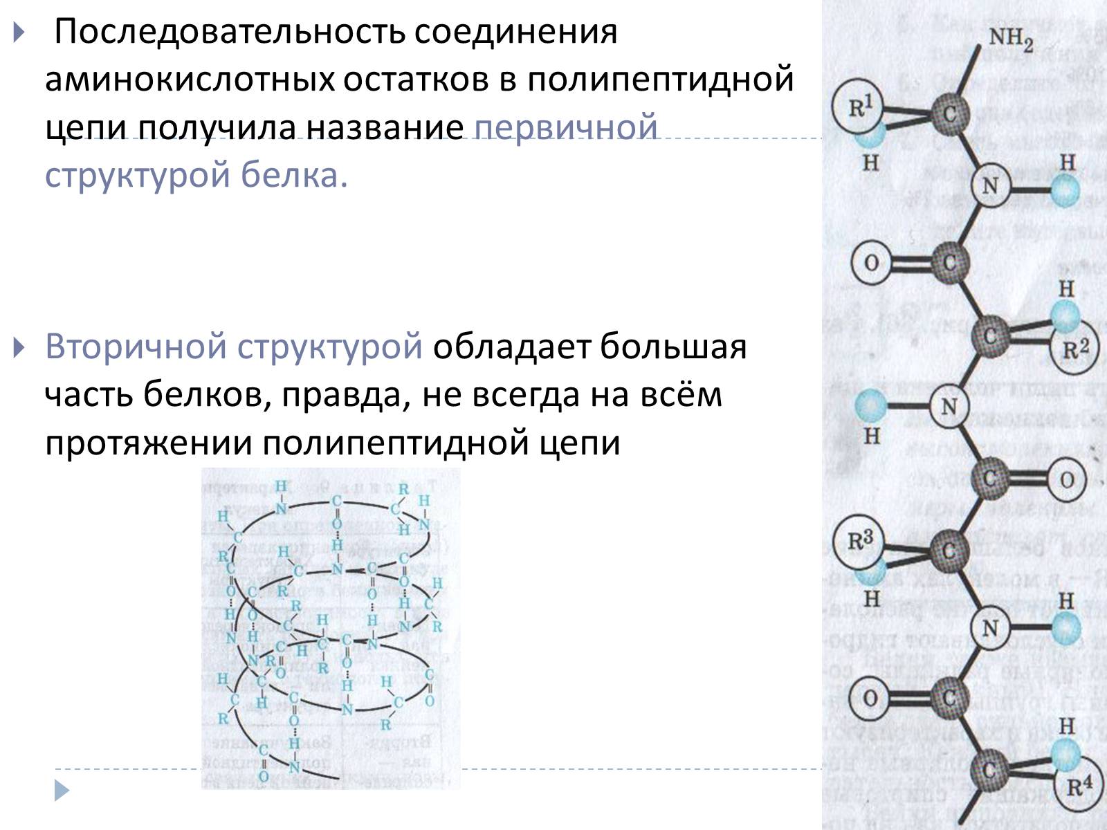 Презентація на тему «Белки» (варіант 2) - Слайд #4 Презентація на тему «Белки» (варіант 2) - Слайд #4