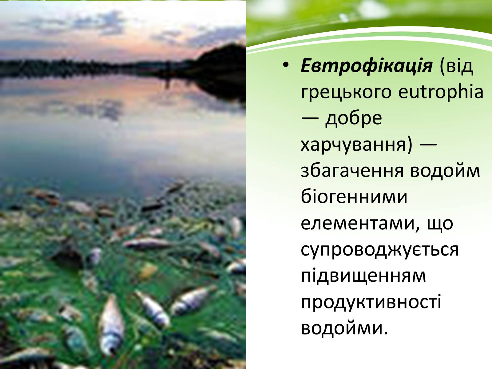 Презентація на тему «Евтрофікація» - Слайд #2 Презентація на тему «Евтрофікація» - Слайд #2