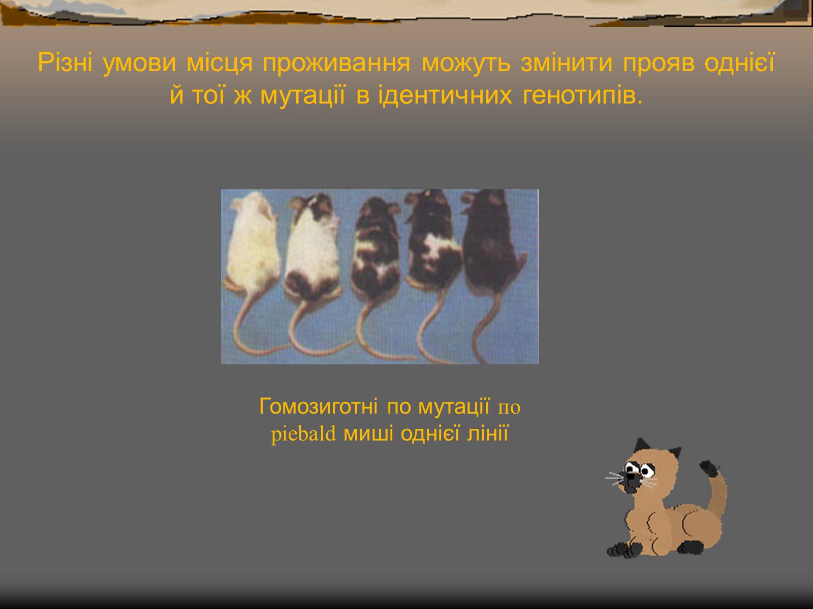 Презентація на тему «Спонтанні мутації» - Слайд #10 Презентація на тему «Спонтанні мутації» - Слайд #10