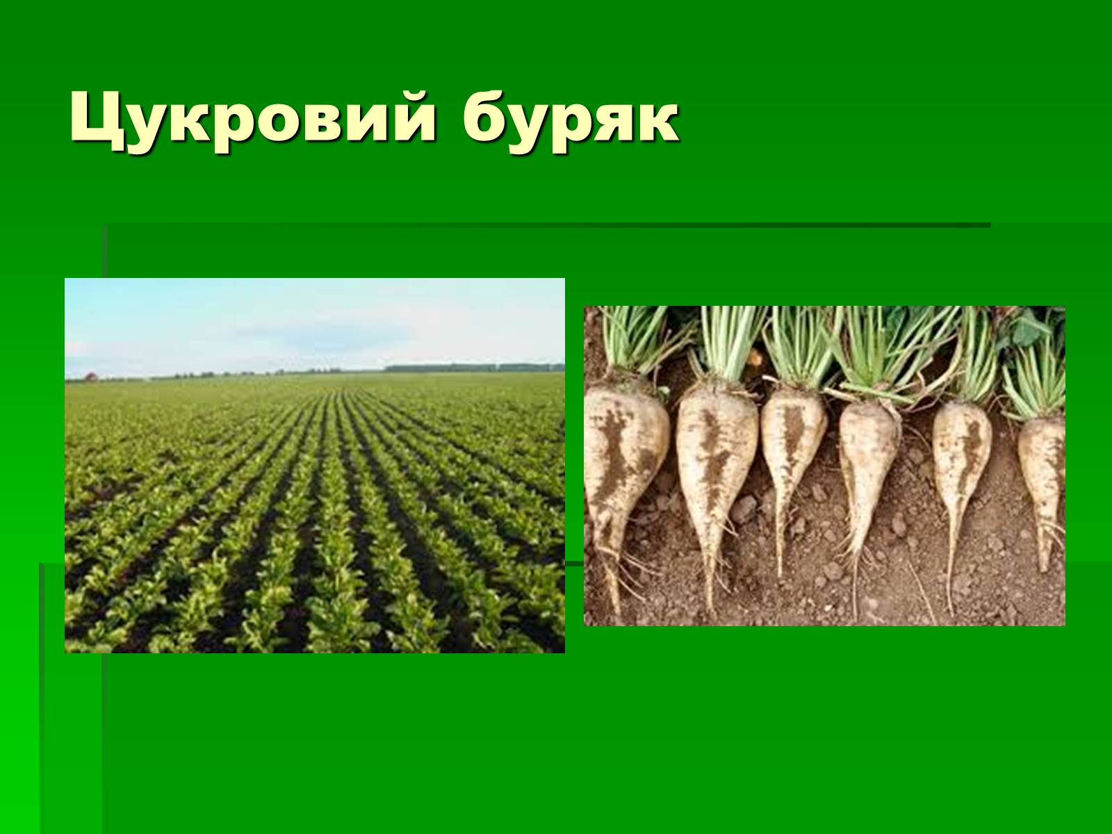 Презентація на тему «Добування сахарози» - Слайд #4 Презентація на тему «Добування сахарози» - Слайд #4