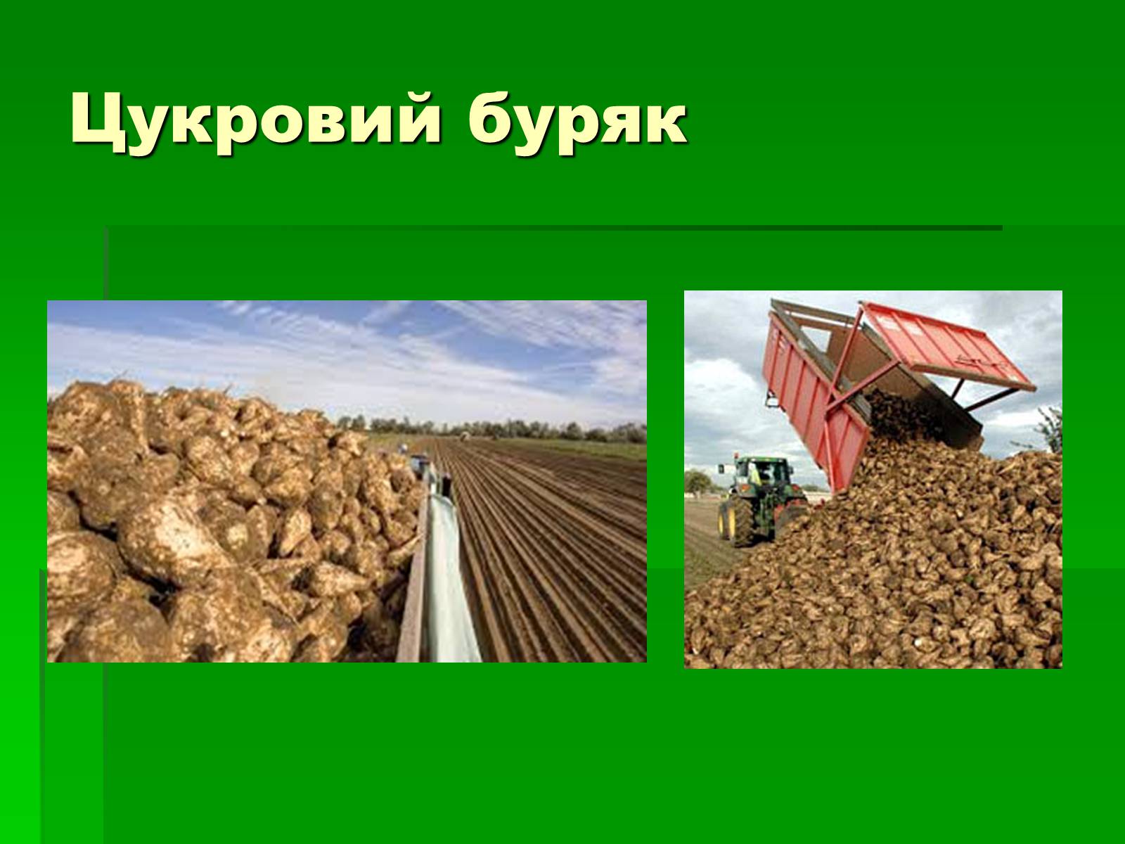 Презентація на тему «Добування сахарози» - Слайд #5 Презентація на тему «Добування сахарози» - Слайд #5