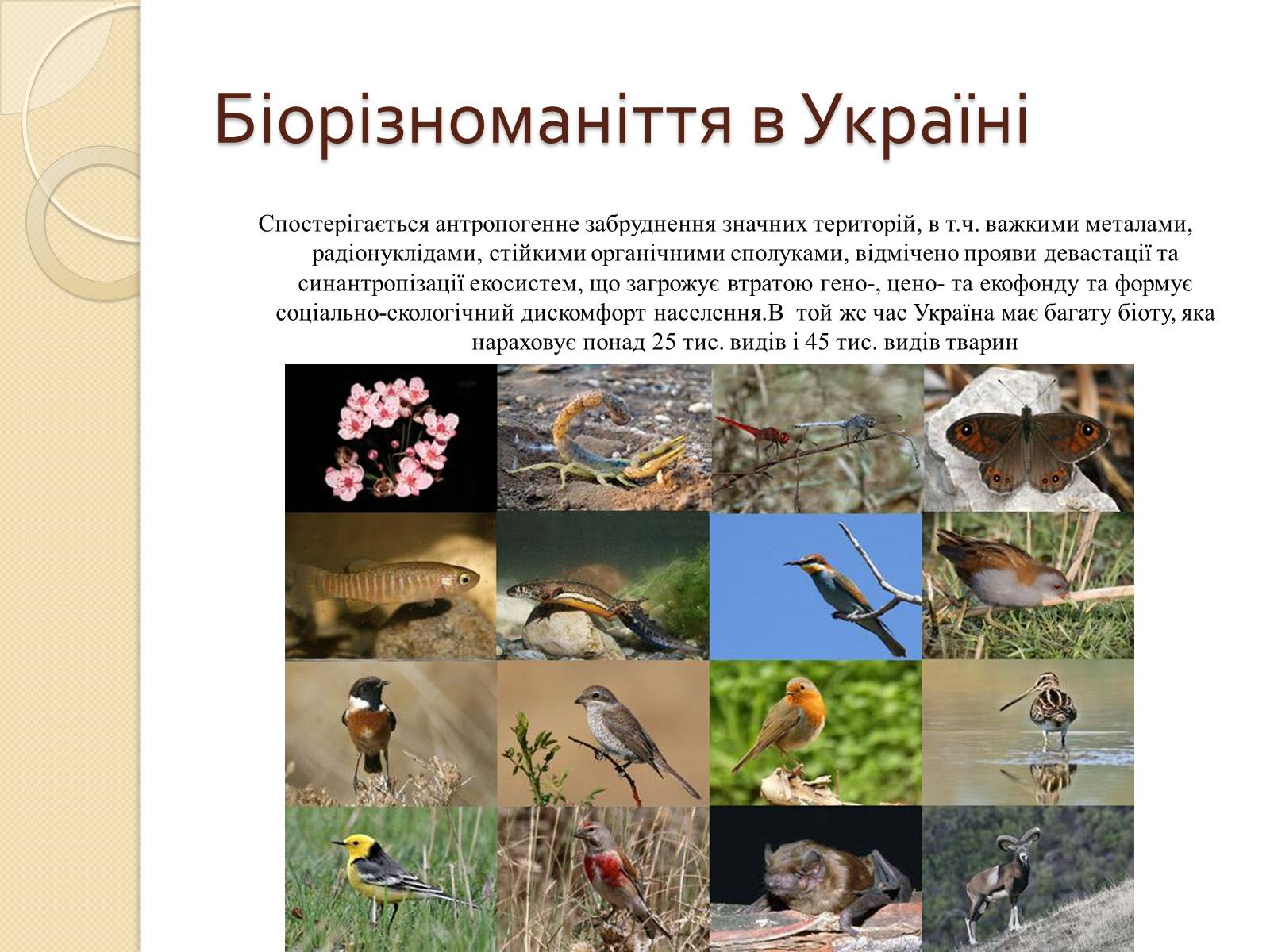 Презентація на тему «Скорочення біологічного різноманіття» - Слайд #8 Презентація на тему «Скорочення біологічного різноманіття» - Слайд #8