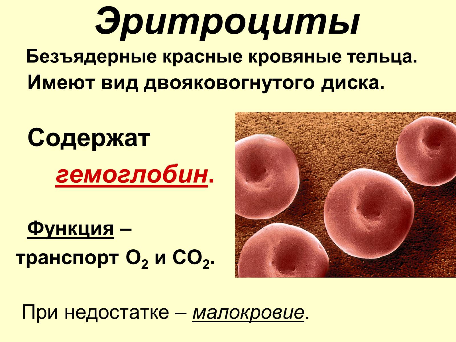 Презентація на тему «Внутренняя среда организма» (варіант 1) - Слайд #10 Презентація на тему «Внутренняя среда организма» (варіант 1) - Слайд #10