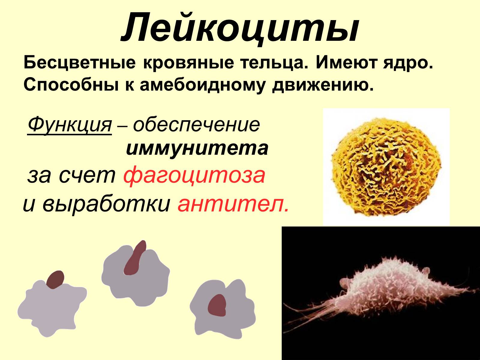 Презентація на тему «Внутренняя среда организма» (варіант 1) - Слайд #11 Презентація на тему «Внутренняя среда организма» (варіант 1) - Слайд #11