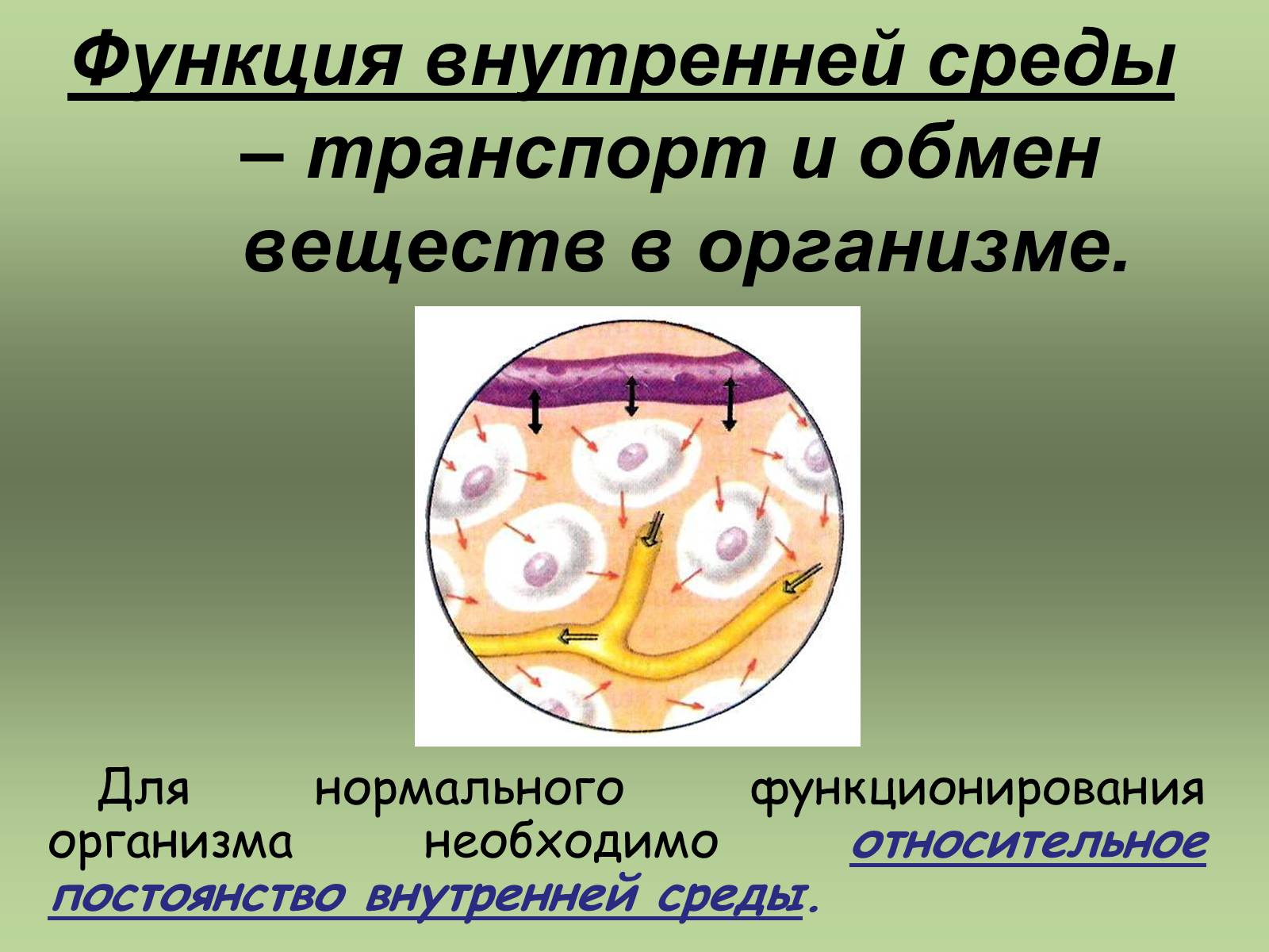 Презентація на тему «Внутренняя среда организма» (варіант 1) - Слайд #3 Презентація на тему «Внутренняя среда организма» (варіант 1) - Слайд #3