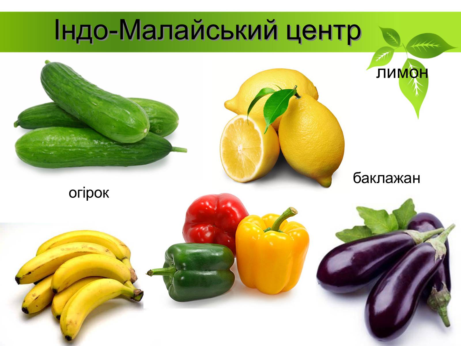 Презентація на тему «Генетичні основи селекції рослин» (варіант 2) - Слайд #10 Презентація на тему «Генетичні основи селекції рослин» (варіант 2) - Слайд #10