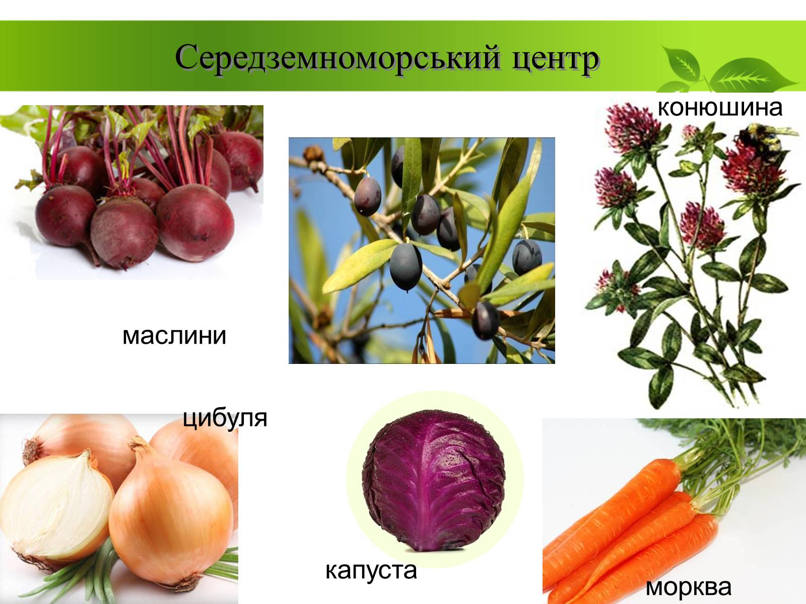 Презентація на тему «Генетичні основи селекції рослин» (варіант 2) - Слайд #14 Презентація на тему «Генетичні основи селекції рослин» (варіант 2) - Слайд #14