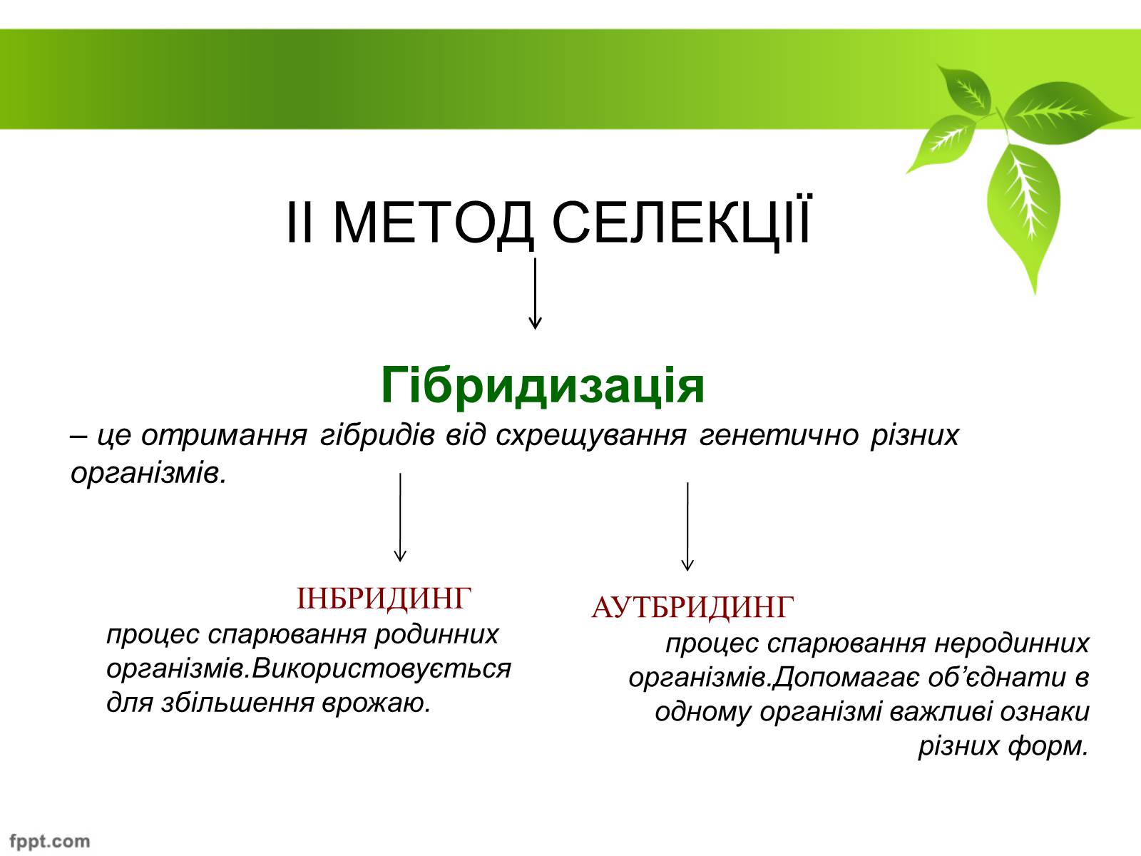 Презентація на тему «Генетичні основи селекції рослин» (варіант 2) - Слайд #17 Презентація на тему «Генетичні основи селекції рослин» (варіант 2) - Слайд #17