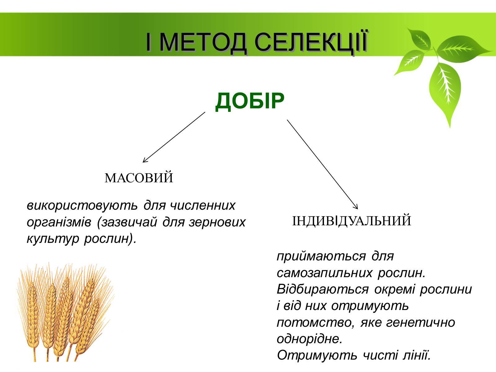 Презентація на тему «Генетичні основи селекції рослин» (варіант 2) - Слайд #4 Презентація на тему «Генетичні основи селекції рослин» (варіант 2) - Слайд #4