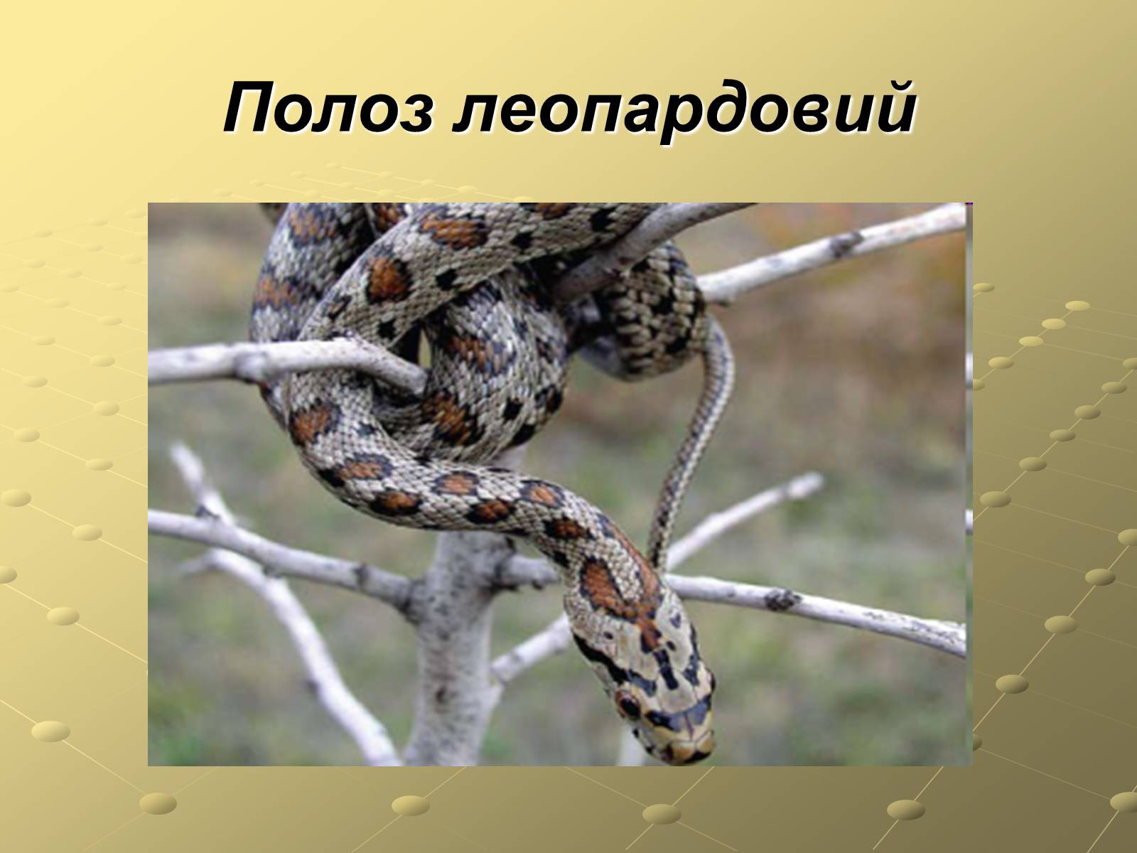 Презентація на тему «Плазуни» (варіант 3) - Слайд #10 Презентація на тему «Плазуни» (варіант 3) - Слайд #10
