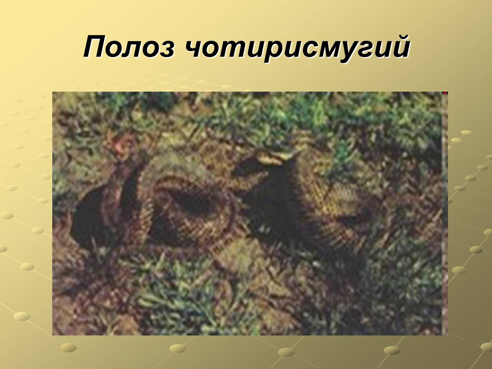 Презентація на тему «Плазуни» (варіант 3) - Слайд #12 Презентація на тему «Плазуни» (варіант 3) - Слайд #12