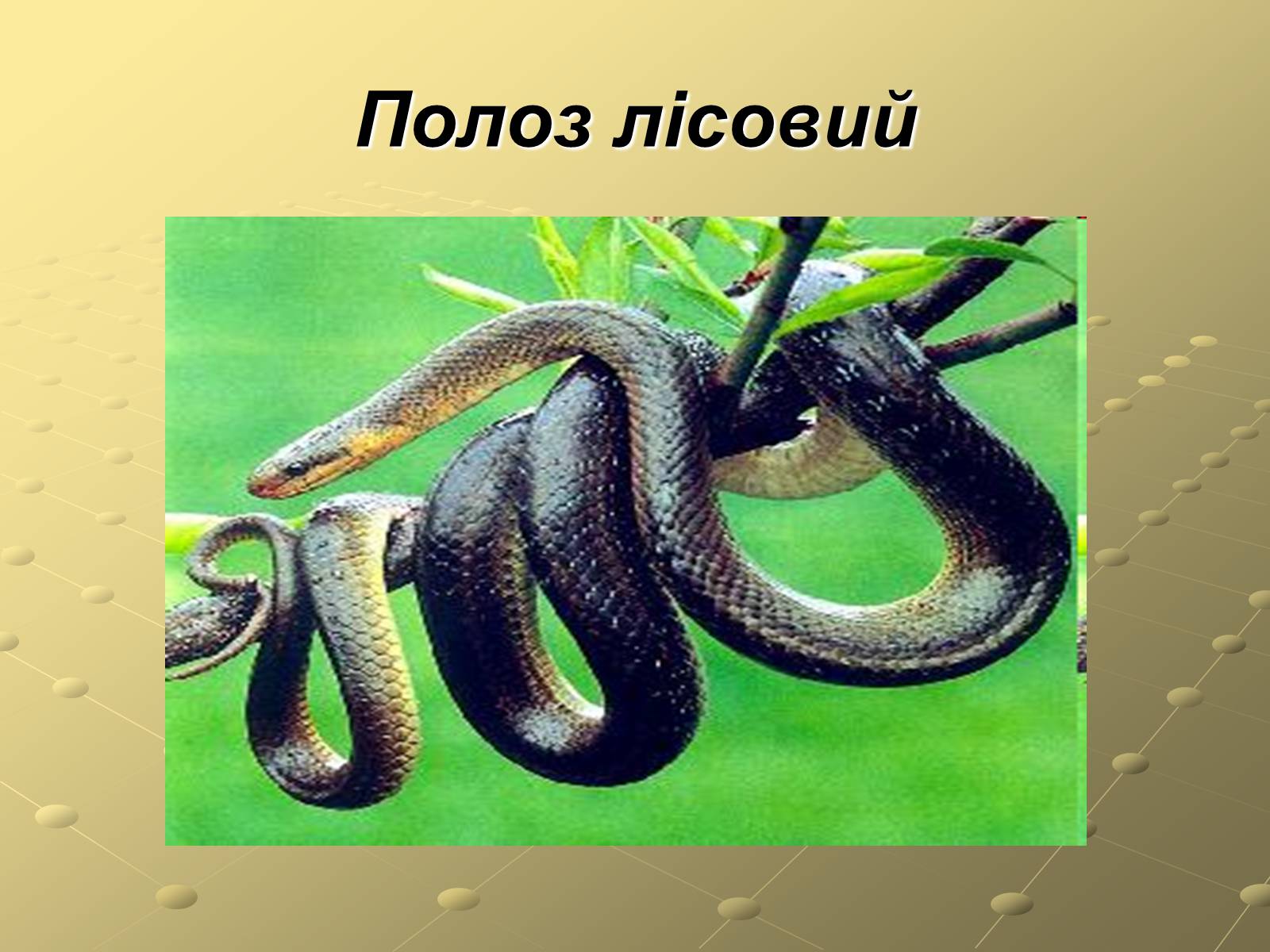 Презентація на тему «Плазуни» (варіант 3) - Слайд #14 Презентація на тему «Плазуни» (варіант 3) - Слайд #14