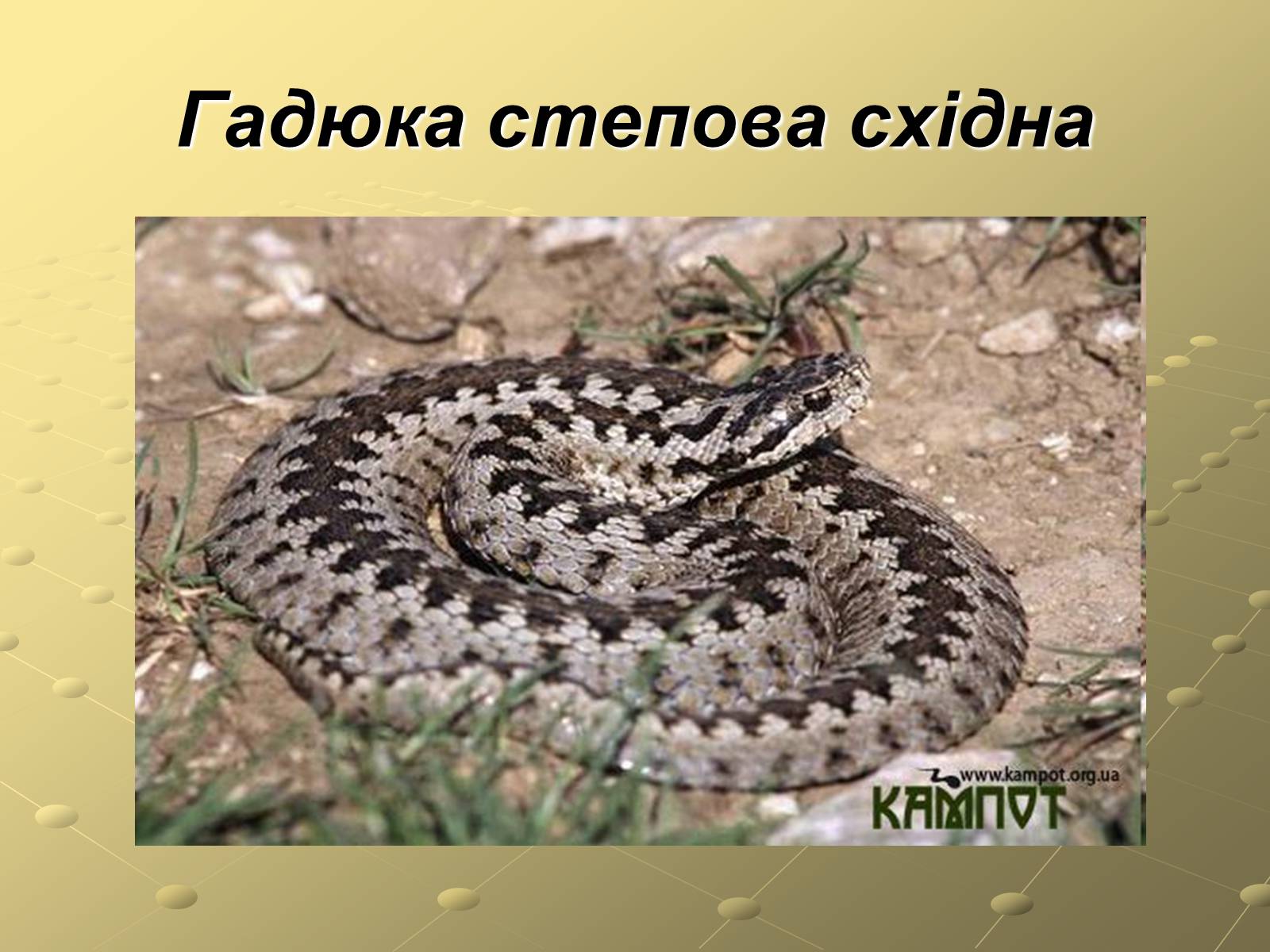 Презентація на тему «Плазуни» (варіант 3) - Слайд #18 Презентація на тему «Плазуни» (варіант 3) - Слайд #18