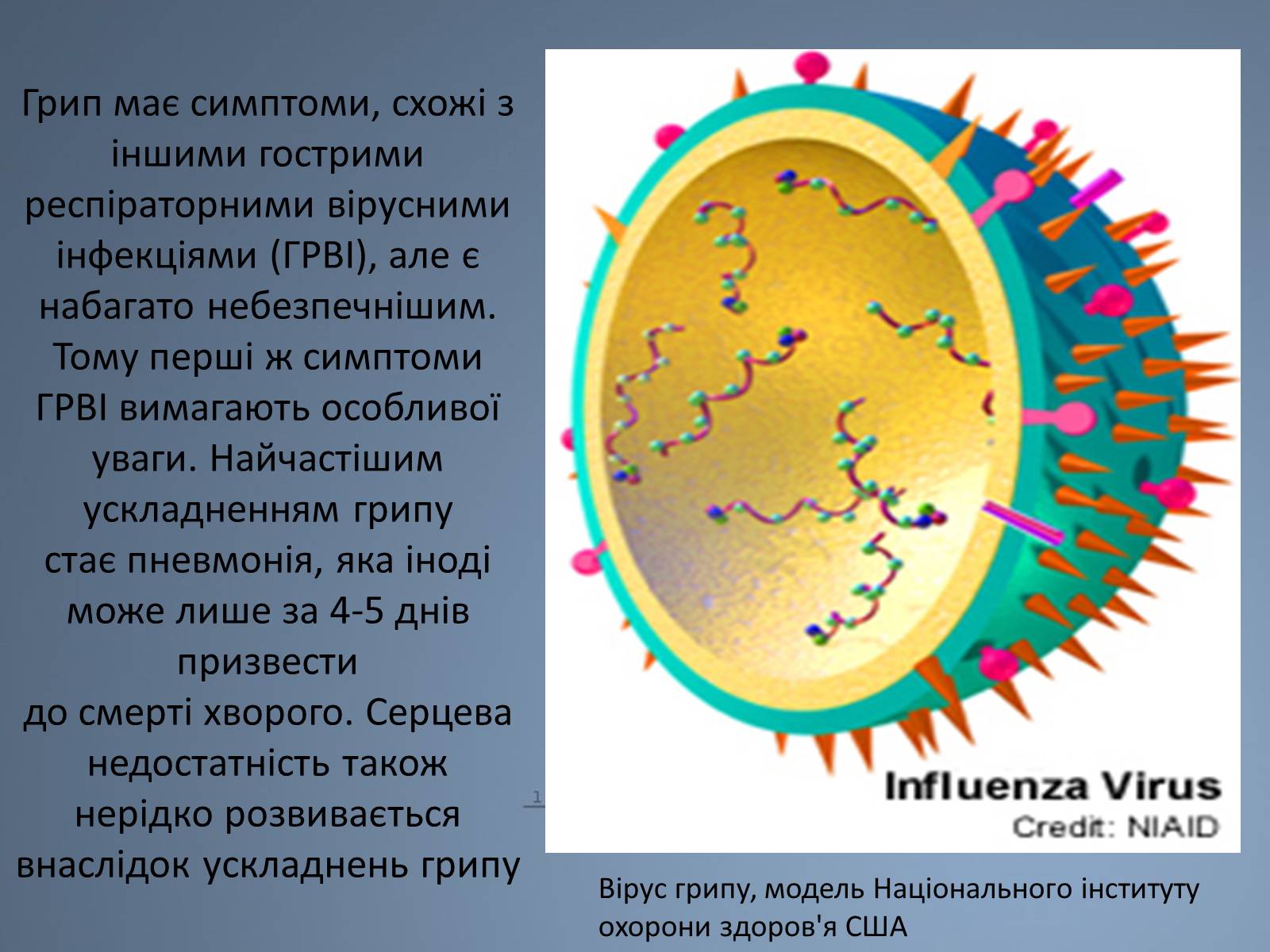 Презентація на тему «Віруси грипу» - Слайд #3 Презентація на тему «Віруси грипу» - Слайд #3