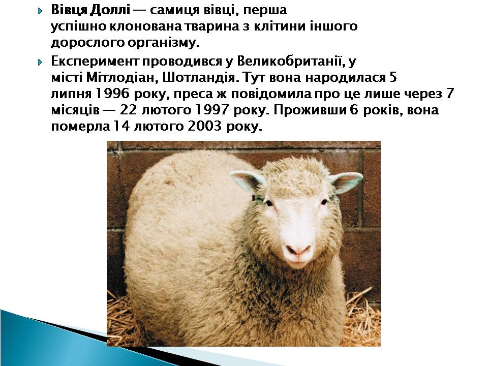 Презентація на тему «Ембріотехнології» - Слайд #14 Презентація на тему «Ембріотехнології» - Слайд #14