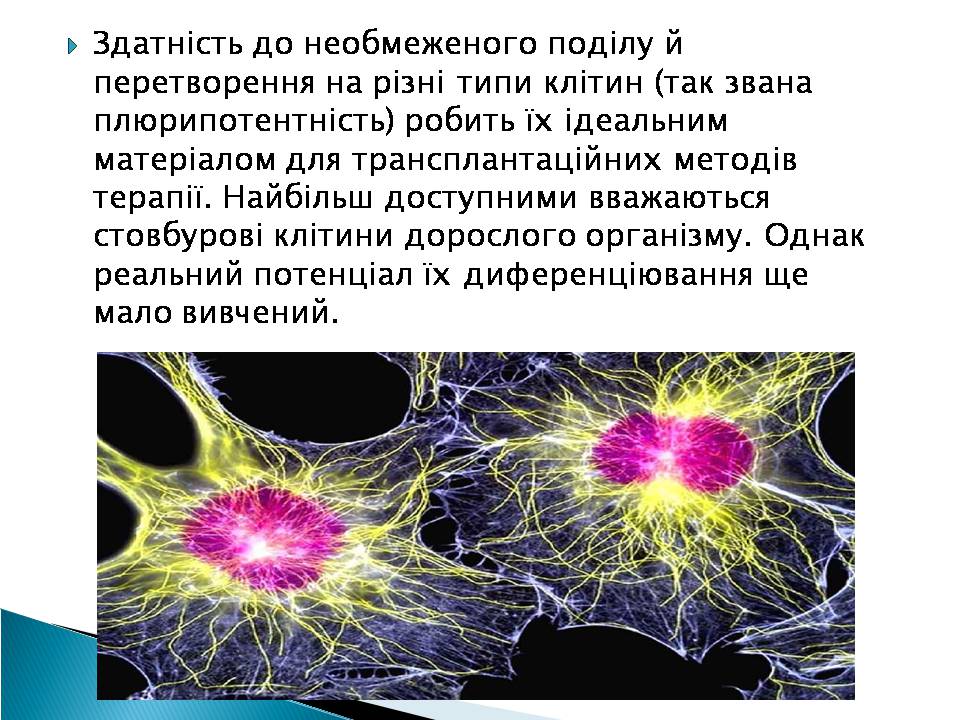 Презентація на тему «Ембріотехнології» - Слайд #4 Презентація на тему «Ембріотехнології» - Слайд #4