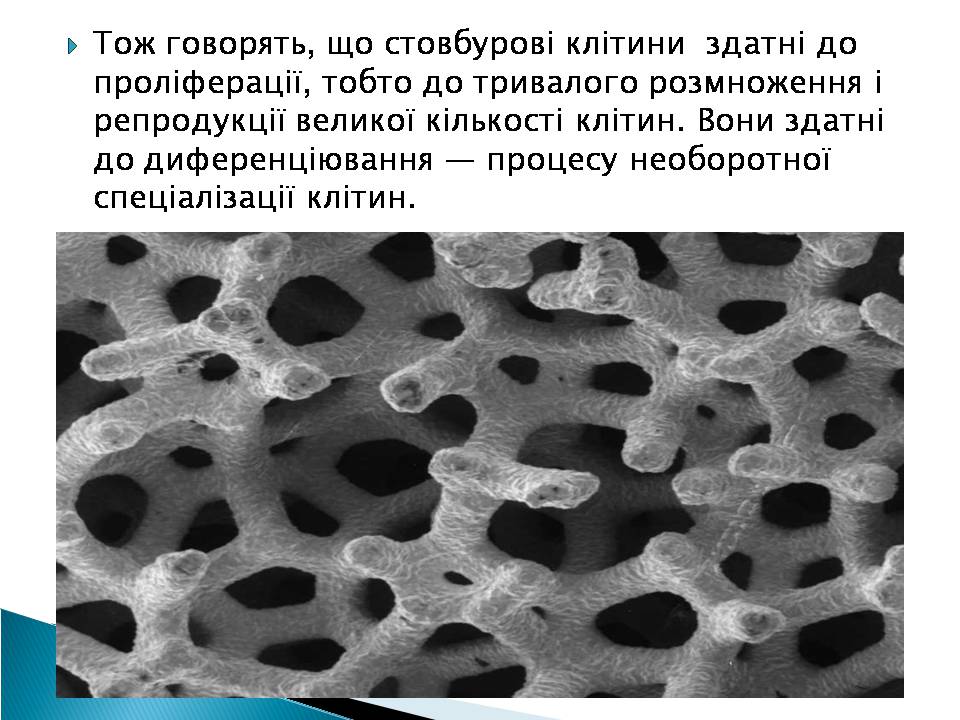 Презентація на тему «Ембріотехнології» - Слайд #6 Презентація на тему «Ембріотехнології» - Слайд #6