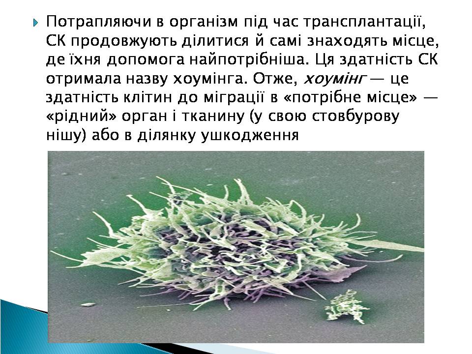 Презентація на тему «Ембріотехнології» - Слайд #7 Презентація на тему «Ембріотехнології» - Слайд #7
