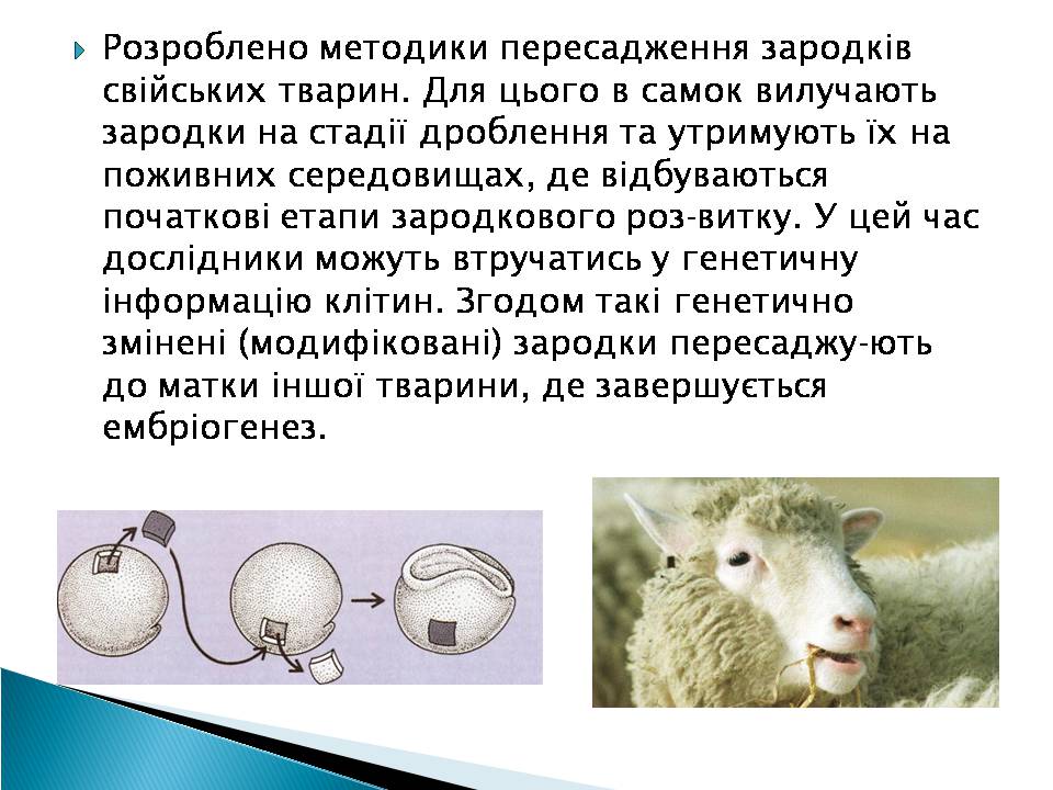 Презентація на тему «Ембріотехнології» - Слайд #8 Презентація на тему «Ембріотехнології» - Слайд #8