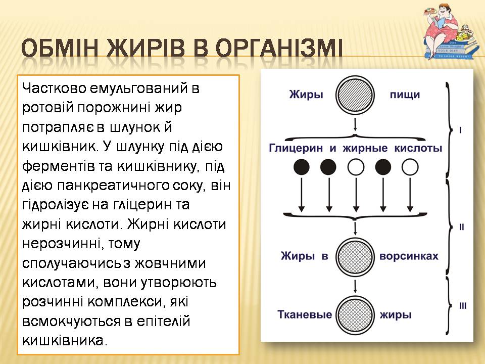 Презентація на тему «Жири» (варіант 24) - Слайд #7 Презентація на тему «Жири» (варіант 24) - Слайд #7