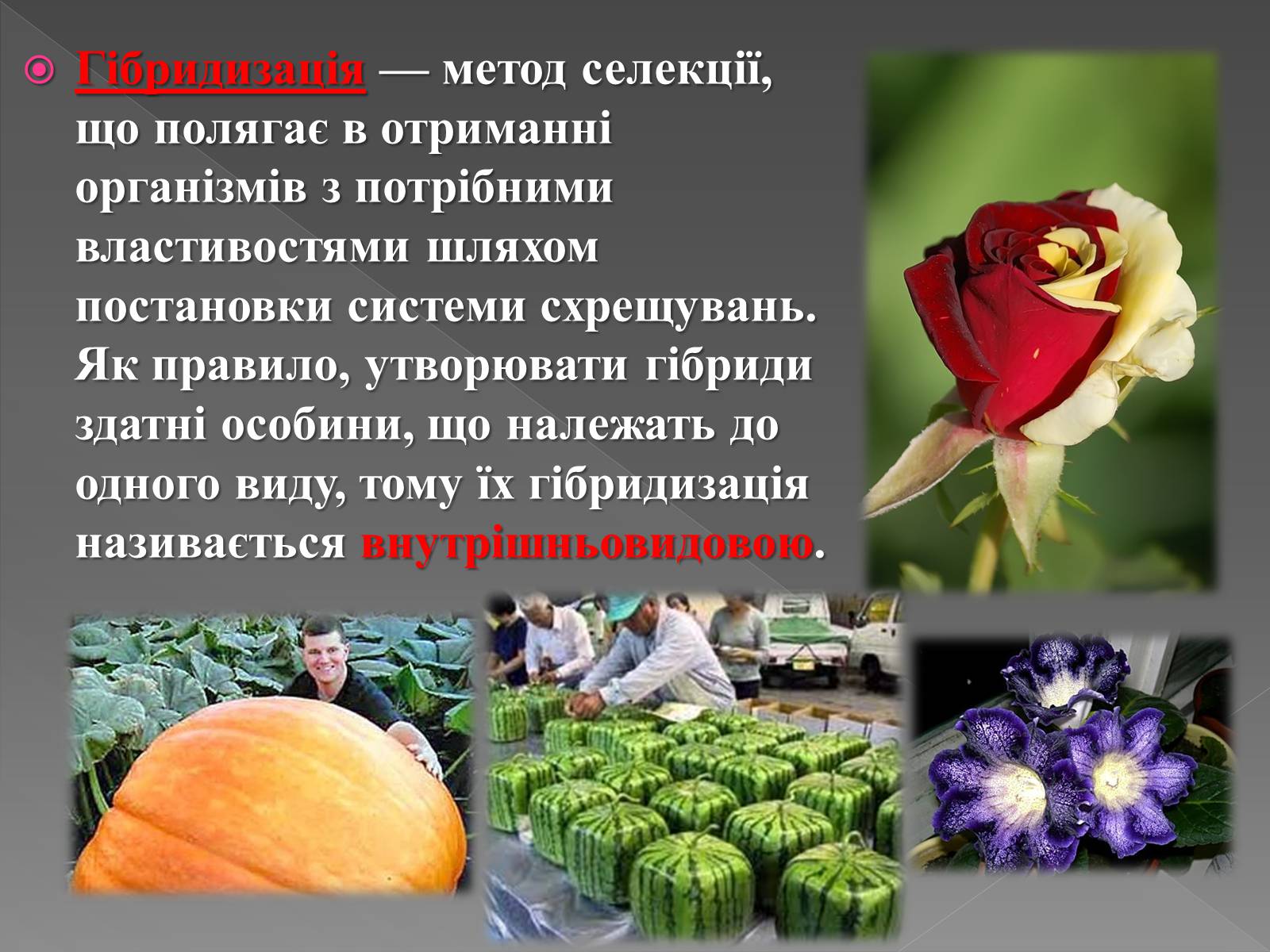 Презентація на тему «Основи селекції» - Слайд #10 Презентація на тему «Основи селекції» - Слайд #10