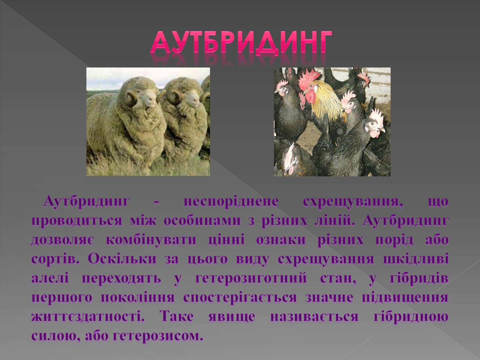 Презентація на тему «Основи селекції» - Слайд #14 Презентація на тему «Основи селекції» - Слайд #14