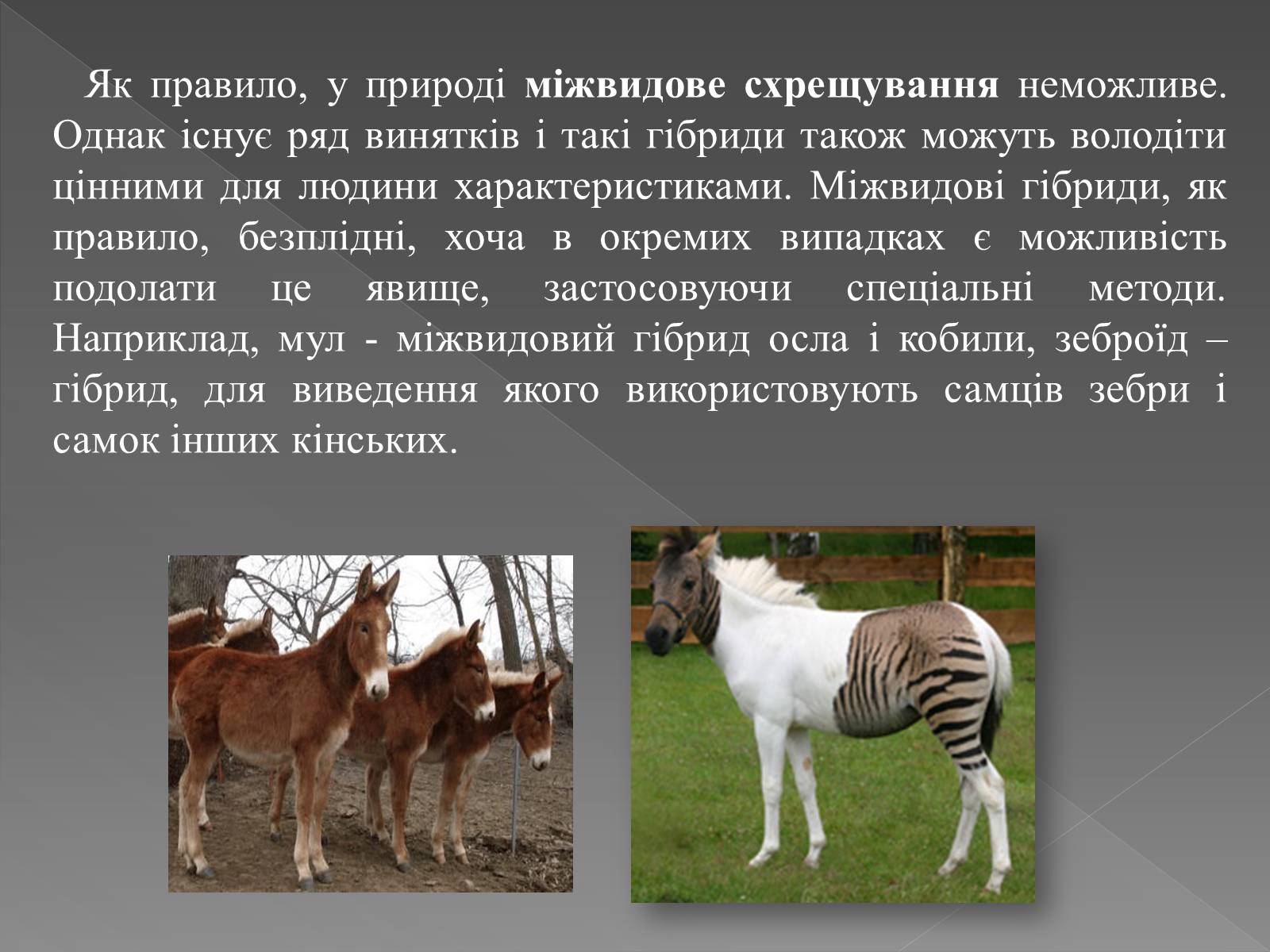 Презентація на тему «Основи селекції» - Слайд #15 Презентація на тему «Основи селекції» - Слайд #15