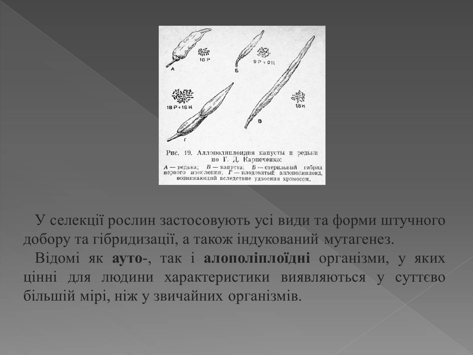 Презентація на тему «Основи селекції» - Слайд #17 Презентація на тему «Основи селекції» - Слайд #17