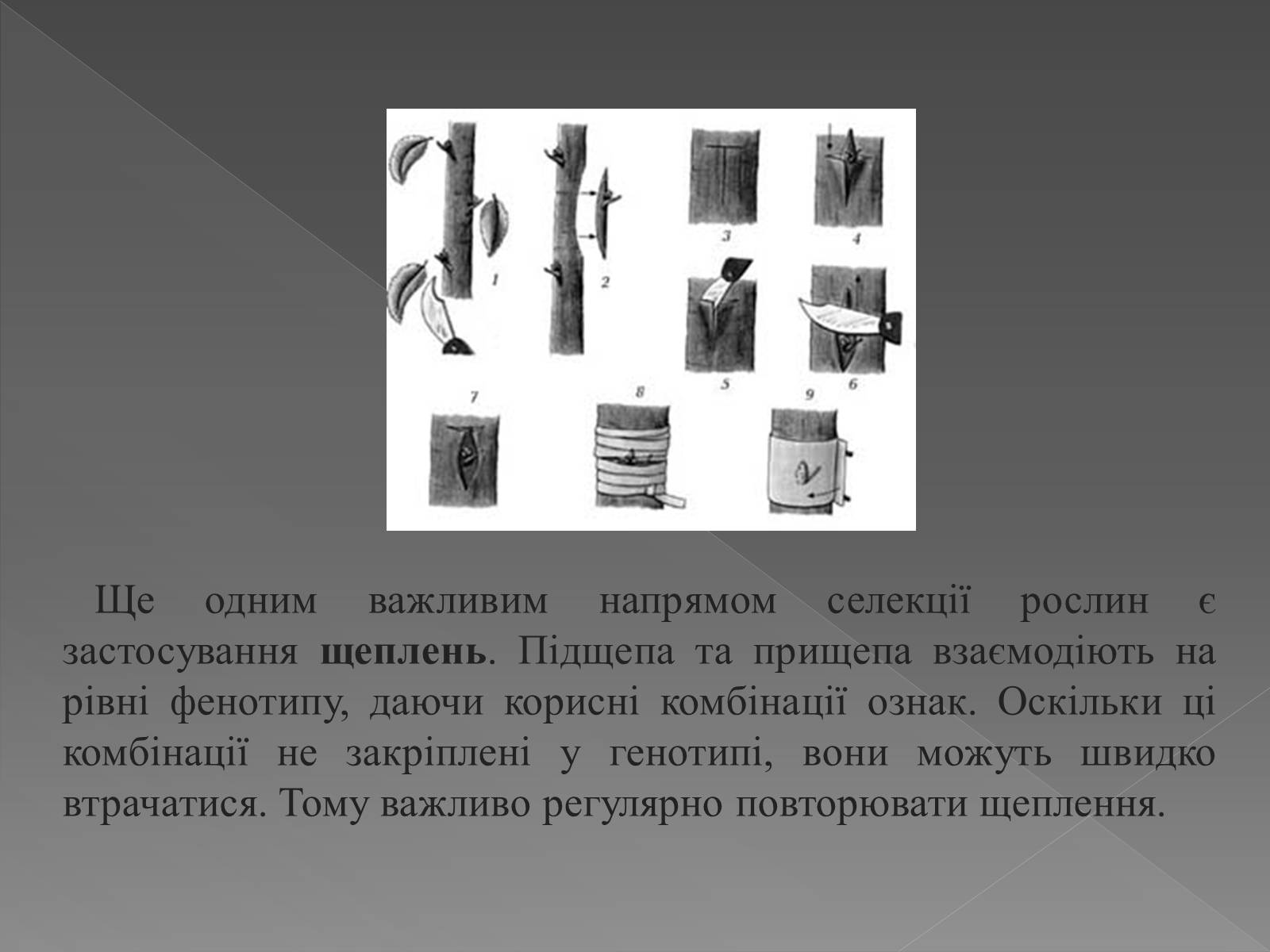 Презентація на тему «Основи селекції» - Слайд #20 Презентація на тему «Основи селекції» - Слайд #20