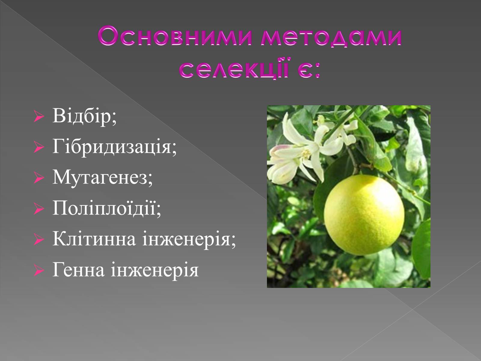 Презентація на тему «Основи селекції» - Слайд #4 Презентація на тему «Основи селекції» - Слайд #4