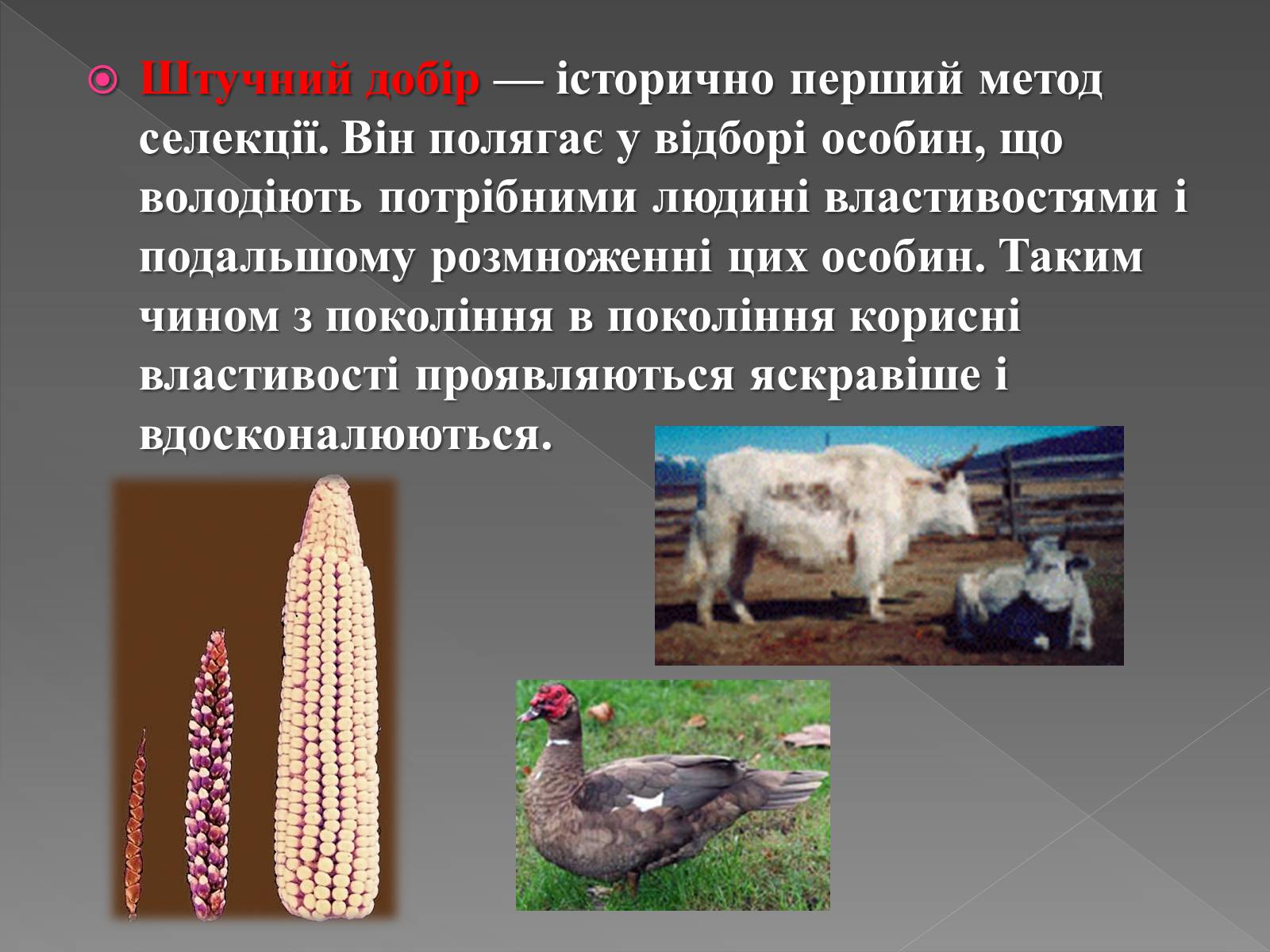 Презентація на тему «Основи селекції» - Слайд #5 Презентація на тему «Основи селекції» - Слайд #5