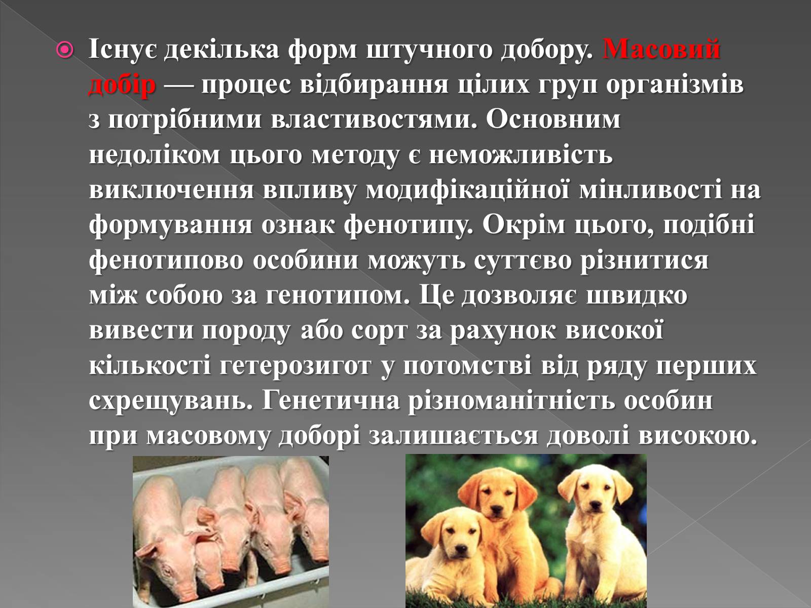 Презентація на тему «Основи селекції» - Слайд #7 Презентація на тему «Основи селекції» - Слайд #7