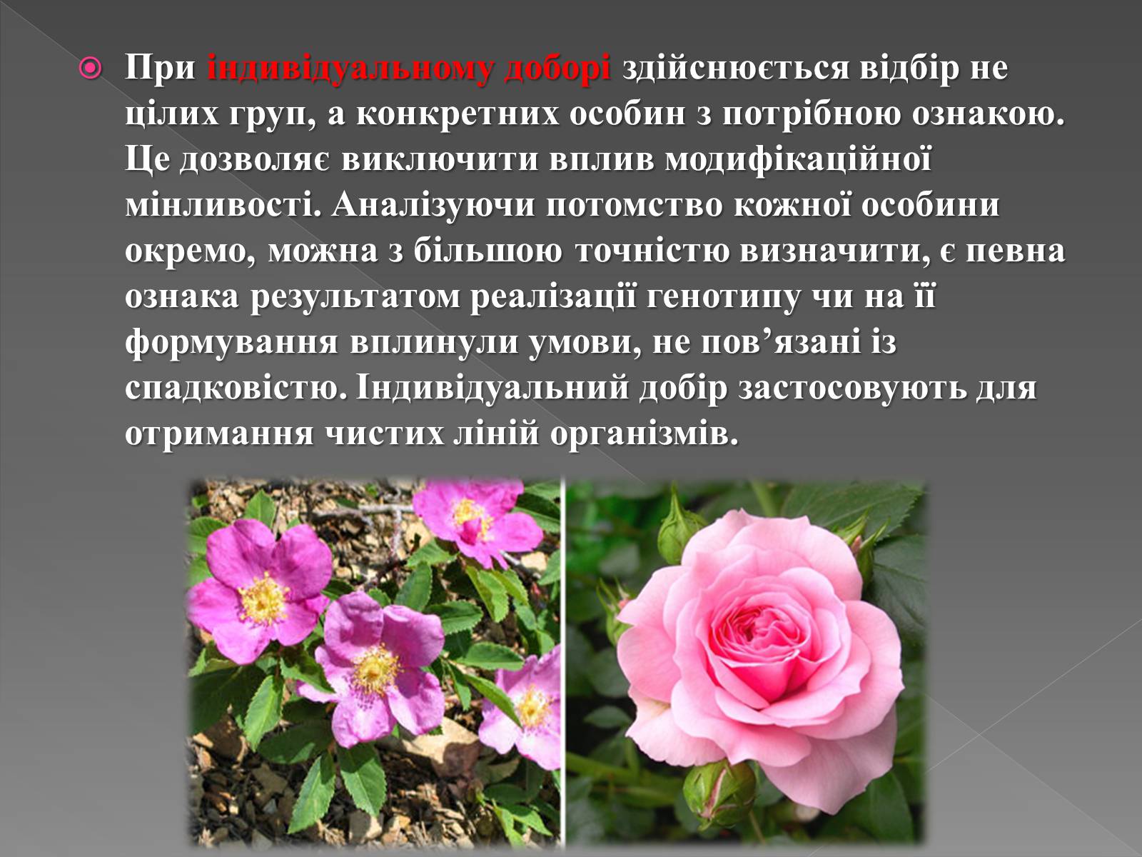 Презентація на тему «Основи селекції» - Слайд #8 Презентація на тему «Основи селекції» - Слайд #8