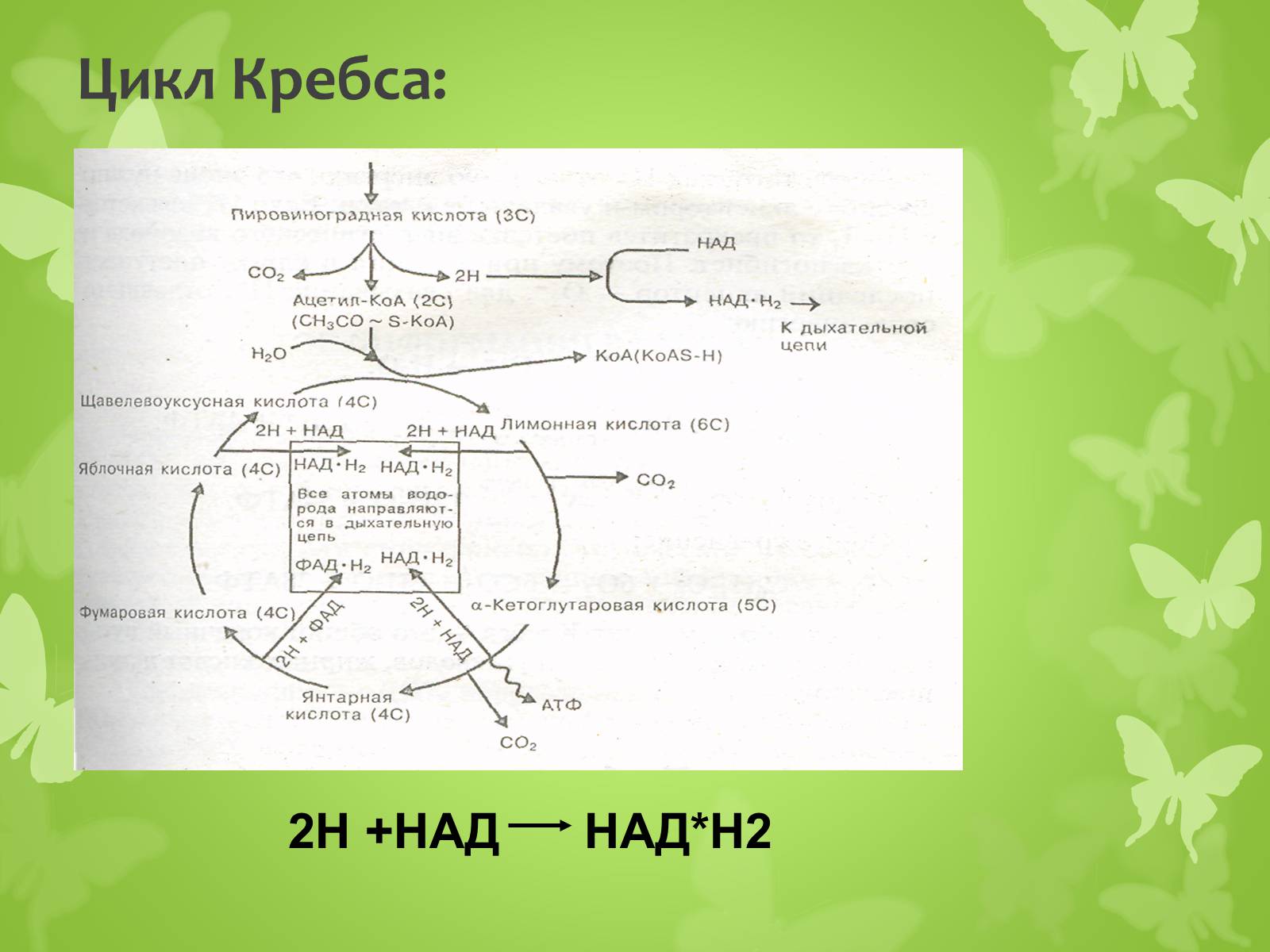Презентація на тему «ЭНЕРГЕТИЧЕСКИЙ ОБМЕН» - Слайд #16 Презентація на тему «ЭНЕРГЕТИЧЕСКИЙ ОБМЕН» - Слайд #16