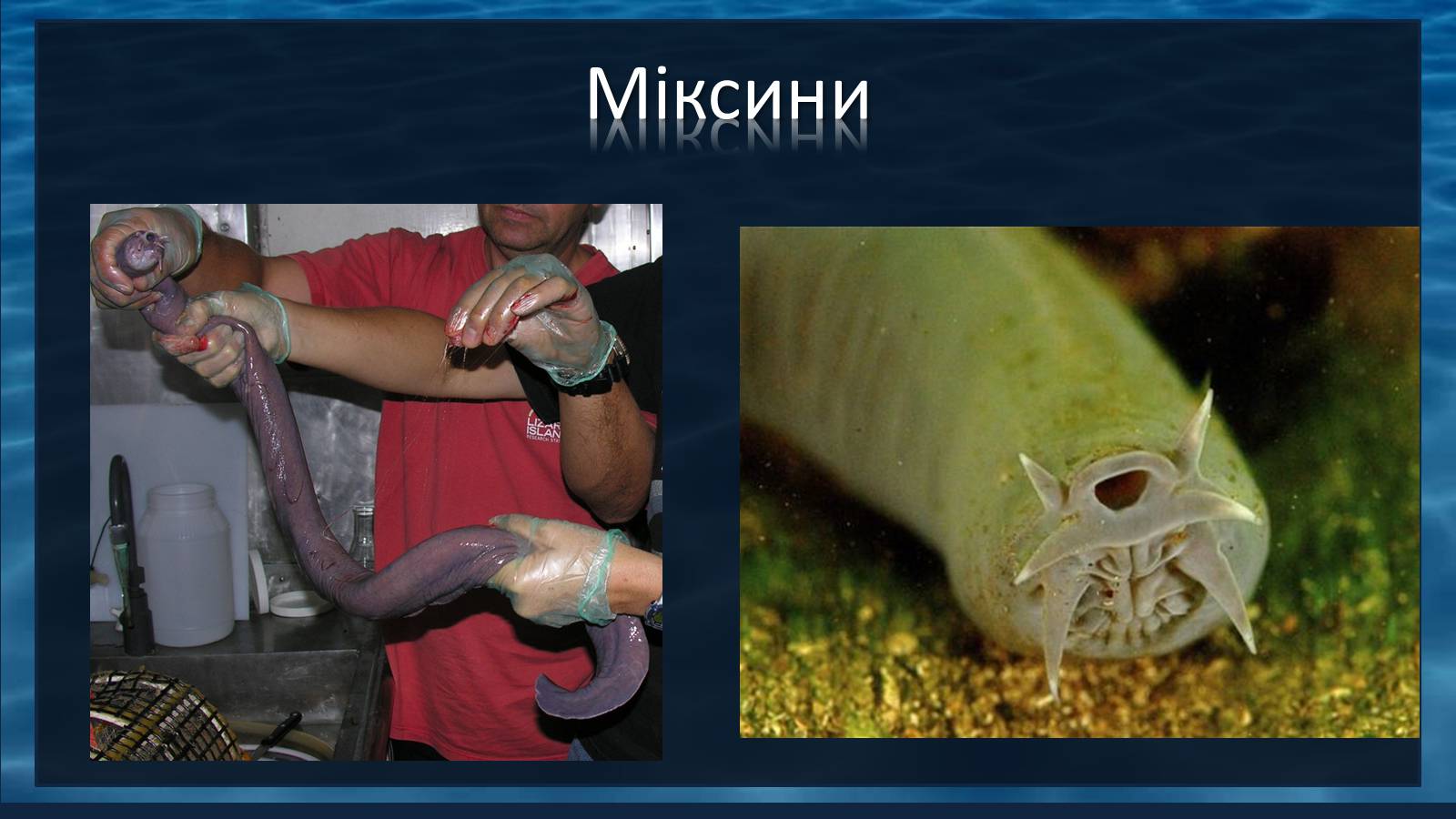 Презентація на тему «Міксини» - Слайд #10 Презентація на тему «Міксини» - Слайд #10