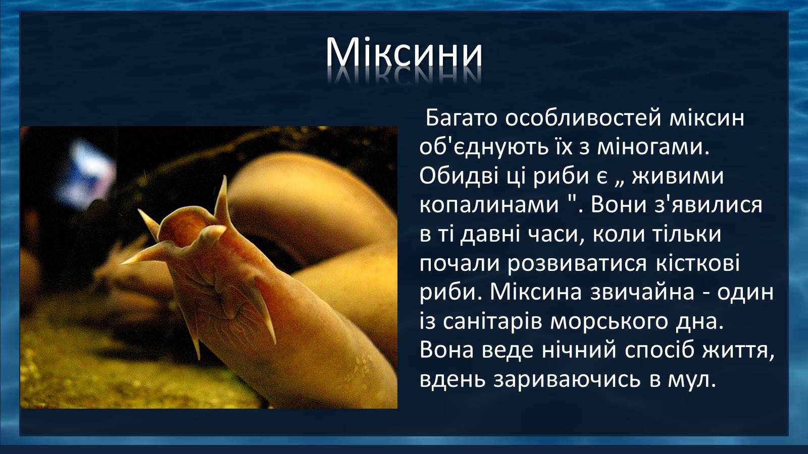 Презентація на тему «Міксини» - Слайд #2 Презентація на тему «Міксини» - Слайд #2