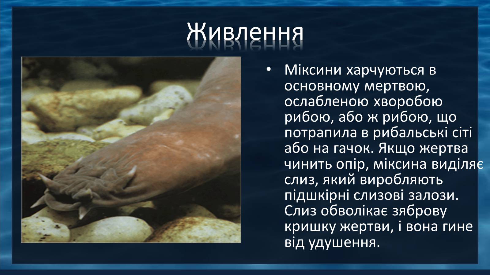 Презентація на тему «Міксини» - Слайд #3 Презентація на тему «Міксини» - Слайд #3