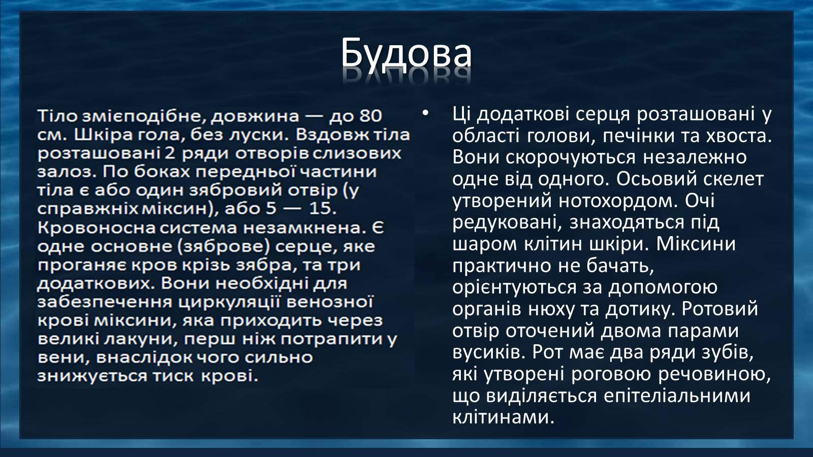 Презентація на тему «Міксини» - Слайд #4 Презентація на тему «Міксини» - Слайд #4
