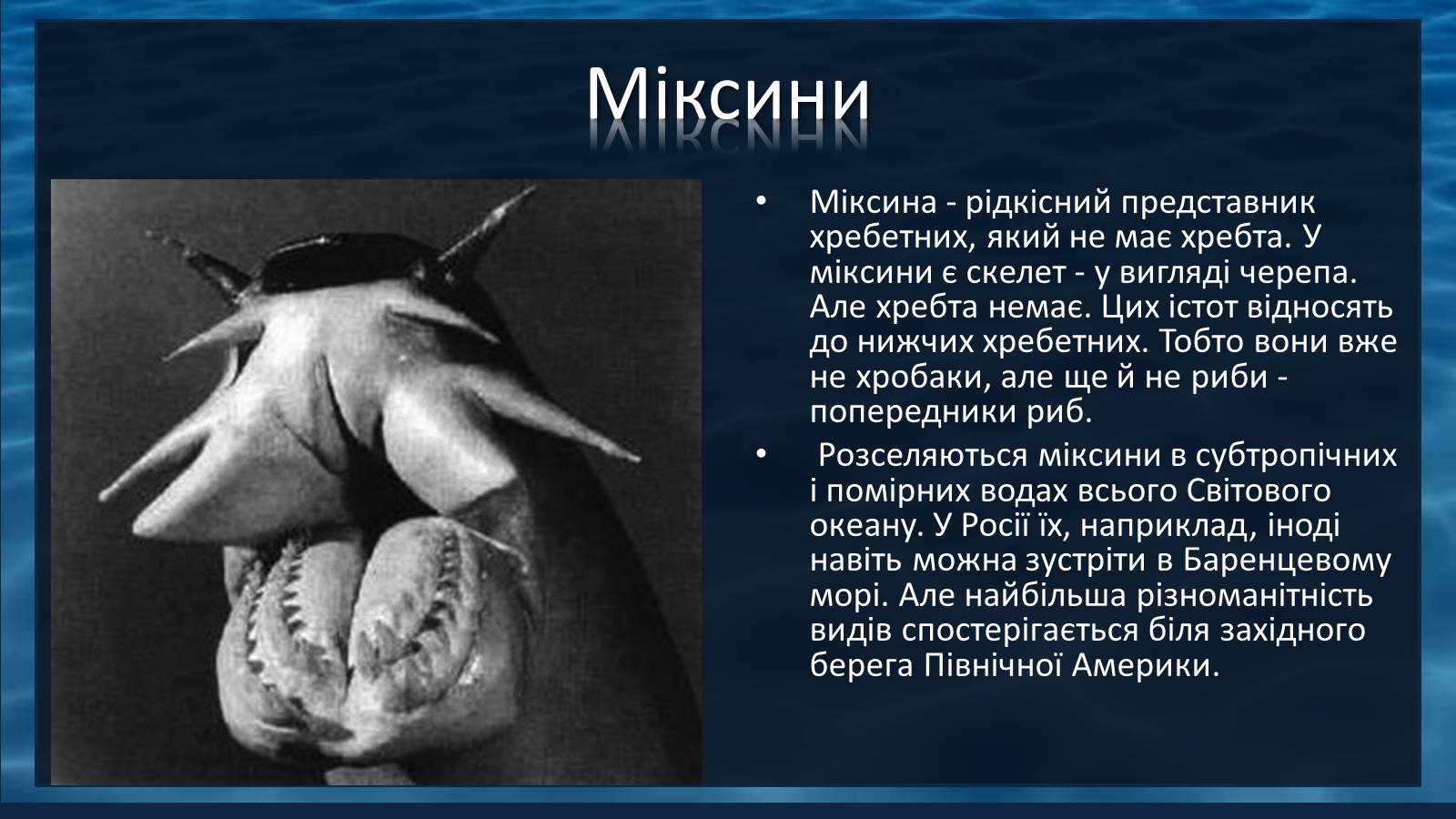 Презентація на тему «Міксини» - Слайд #8 Презентація на тему «Міксини» - Слайд #8