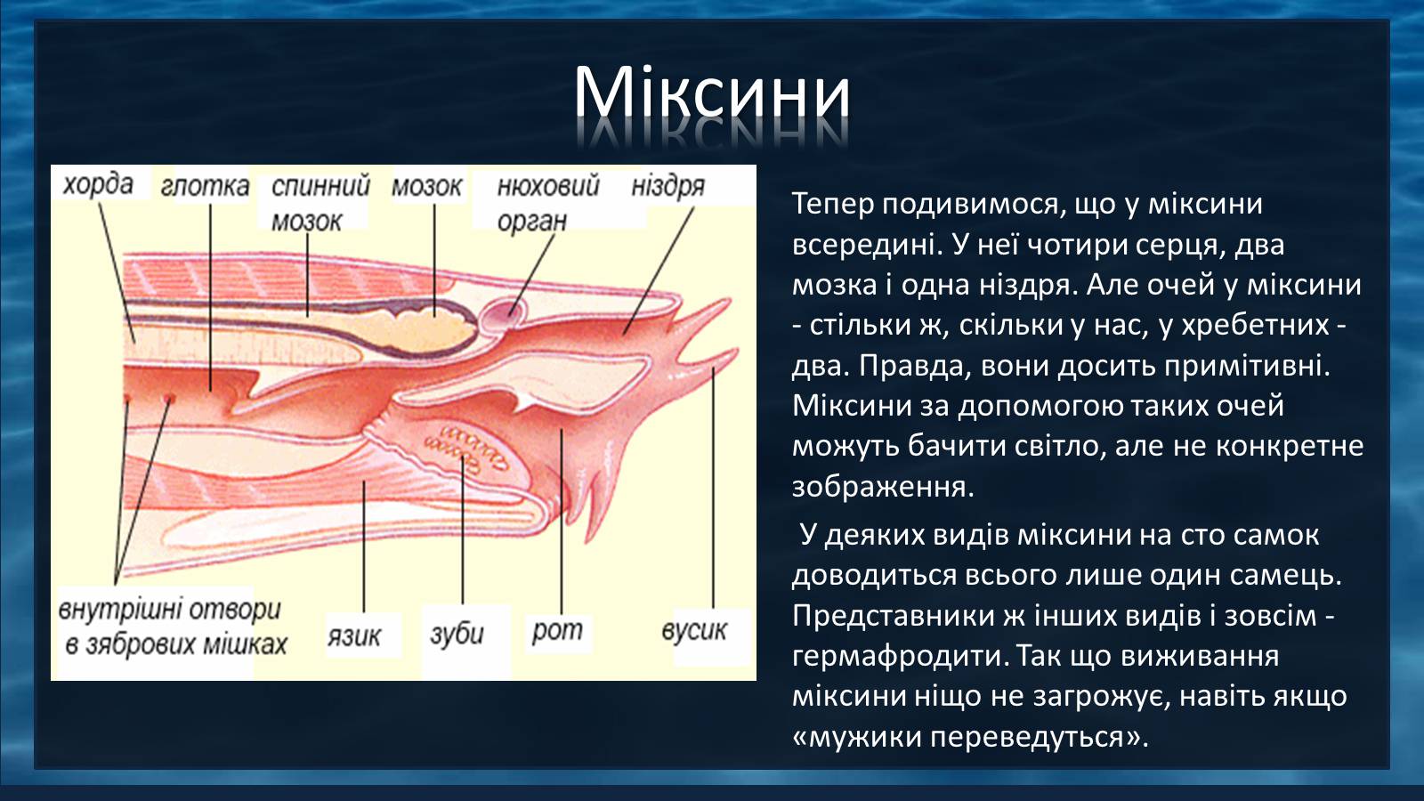 Презентація на тему «Міксини» - Слайд #9 Презентація на тему «Міксини» - Слайд #9