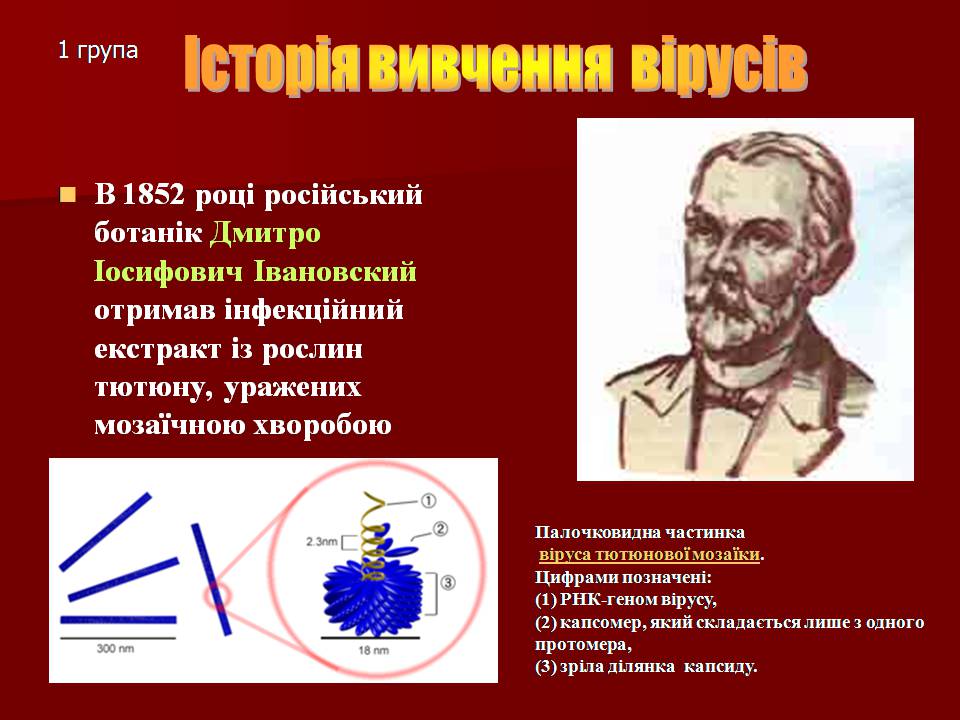 Презентація на тему «Царство Віруси» - Слайд #10 Презентація на тему «Царство Віруси» - Слайд #10