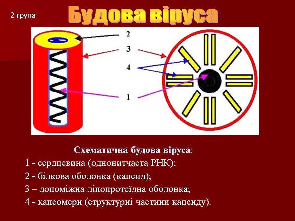 Презентація на тему «Царство Віруси» - Слайд #12 Презентація на тему «Царство Віруси» - Слайд #12