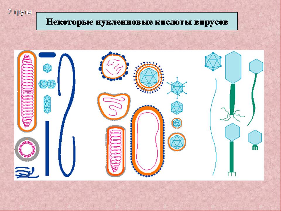 Презентація на тему «Царство Віруси» - Слайд #13 Презентація на тему «Царство Віруси» - Слайд #13