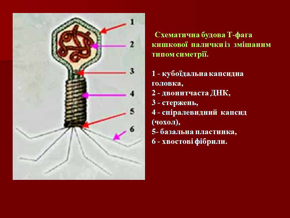 Презентація на тему «Царство Віруси» - Слайд #17 Презентація на тему «Царство Віруси» - Слайд #17