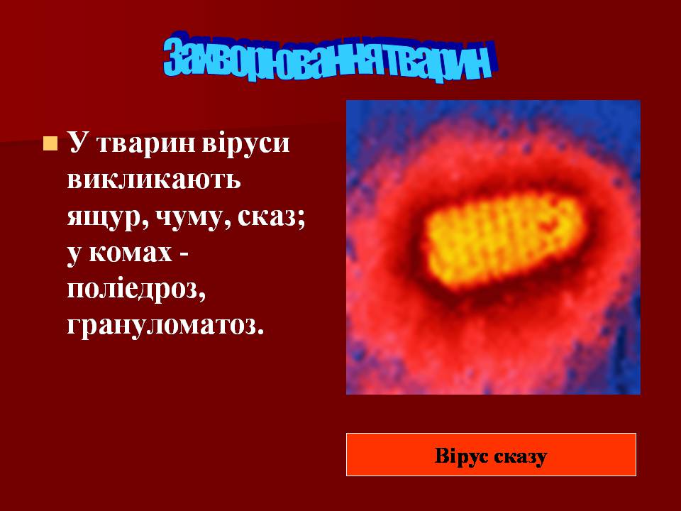 Презентація на тему «Царство Віруси» - Слайд #22 Презентація на тему «Царство Віруси» - Слайд #22