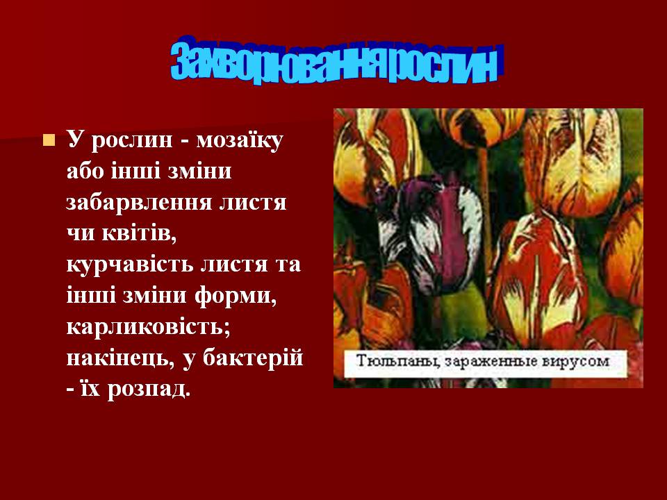 Презентація на тему «Царство Віруси» - Слайд #23 Презентація на тему «Царство Віруси» - Слайд #23