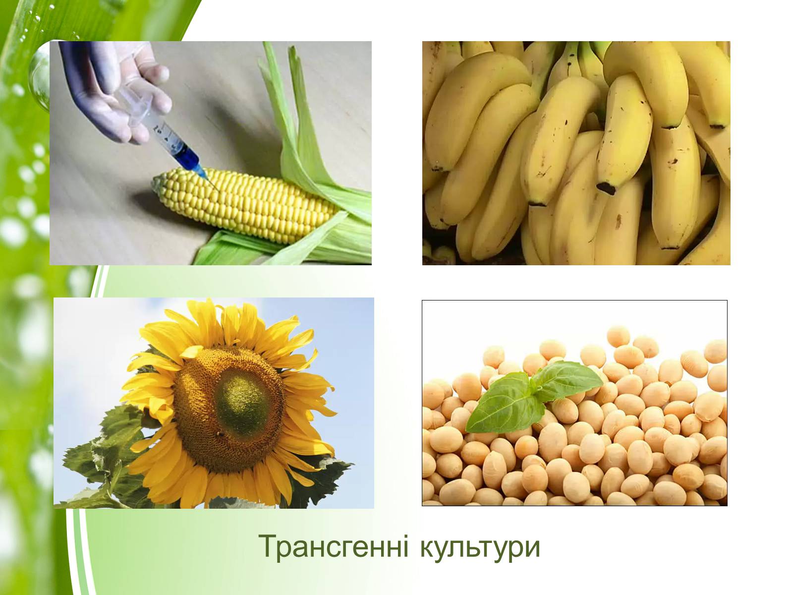 Презентація на тему «Небезпечне харчування» - Слайд #12 Презентація на тему «Небезпечне харчування» - Слайд #12