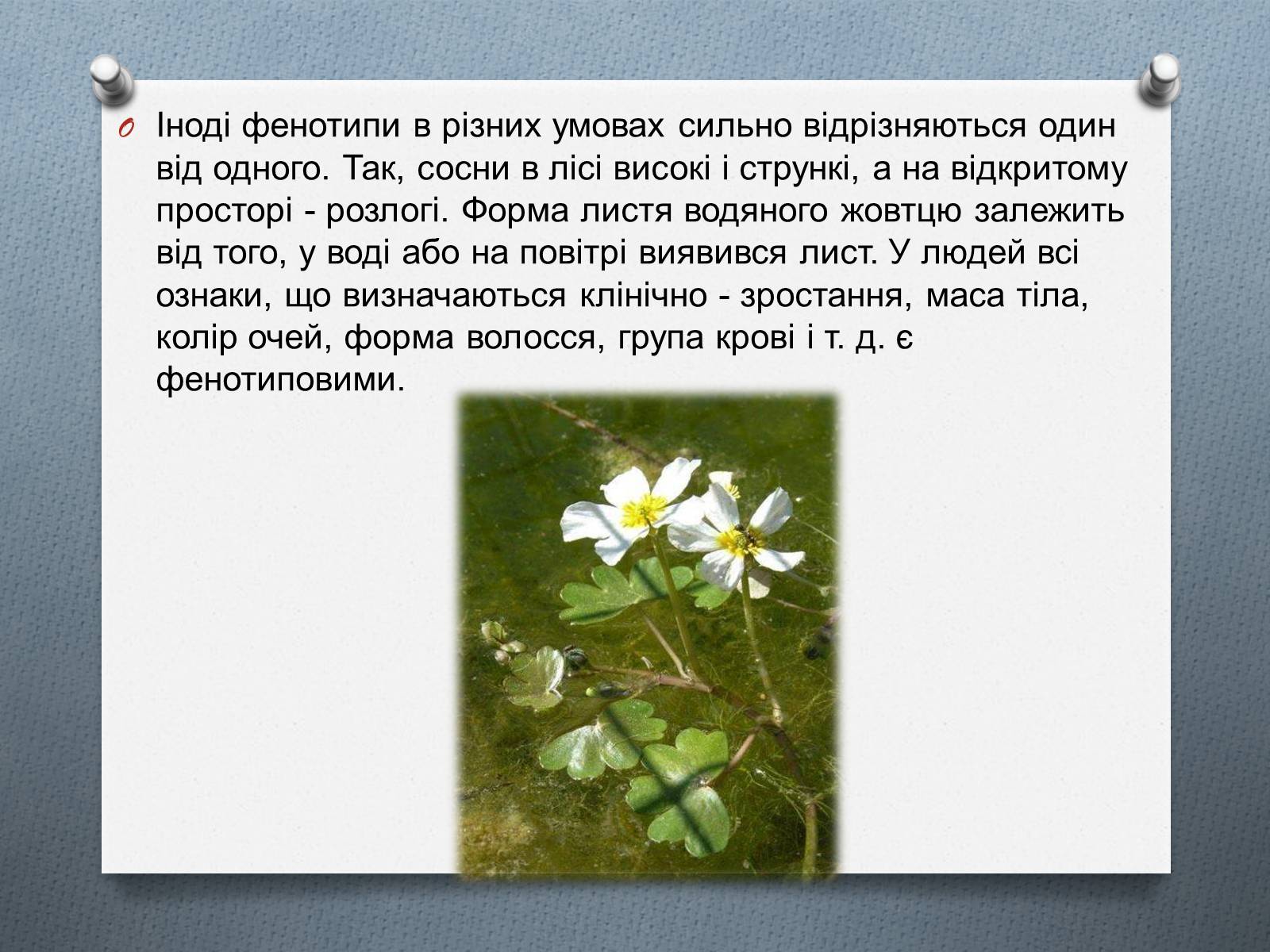 Презентація на тему «Фенотипи організмів» - Слайд #8 Презентація на тему «Фенотипи організмів» - Слайд #8