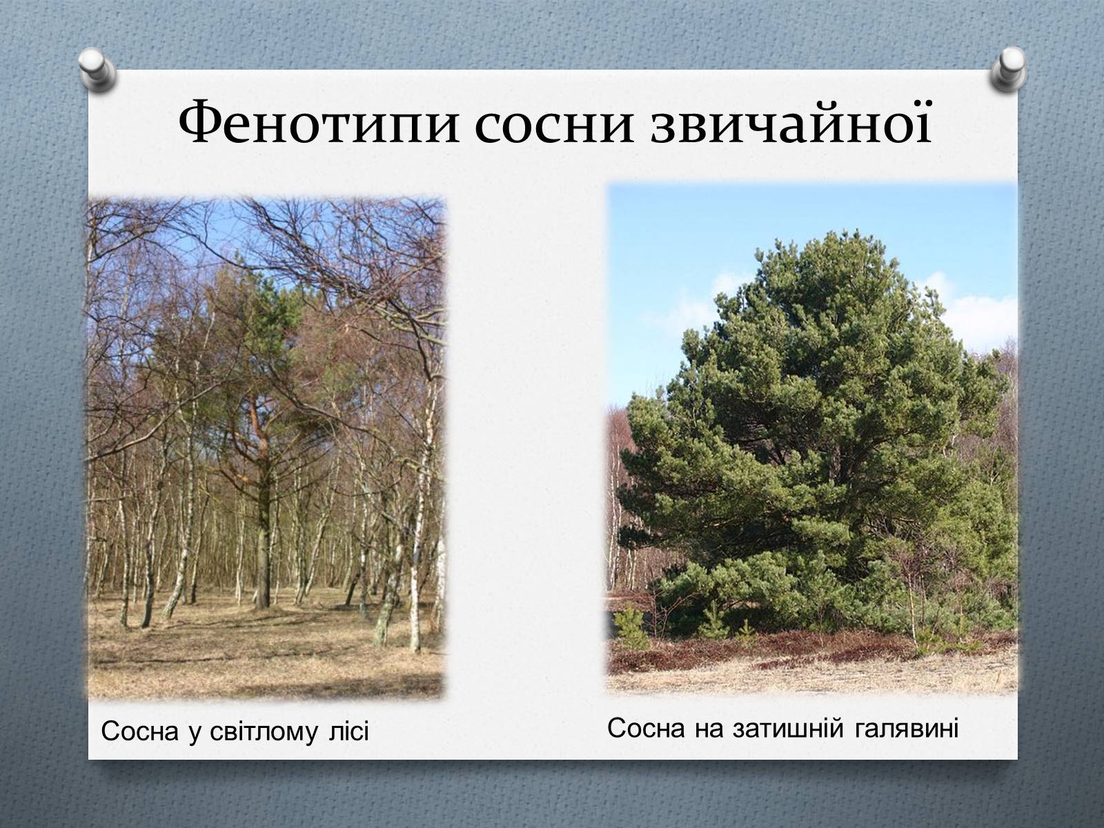 Презентація на тему «Фенотипи організмів» - Слайд #9 Презентація на тему «Фенотипи організмів» - Слайд #9